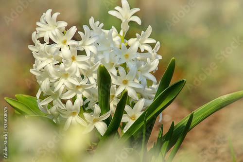 Hyacinthus orientalis flower on an abstract background. White (Carnegie) hyacinth. Hello Spring. Selective focus, close-up.
