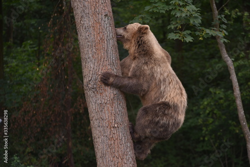 A brown bear is seen in a forest at the Bear Sanctuary Domazhyr near Western-Ukrainian city of Lviv © PhotoStoker
