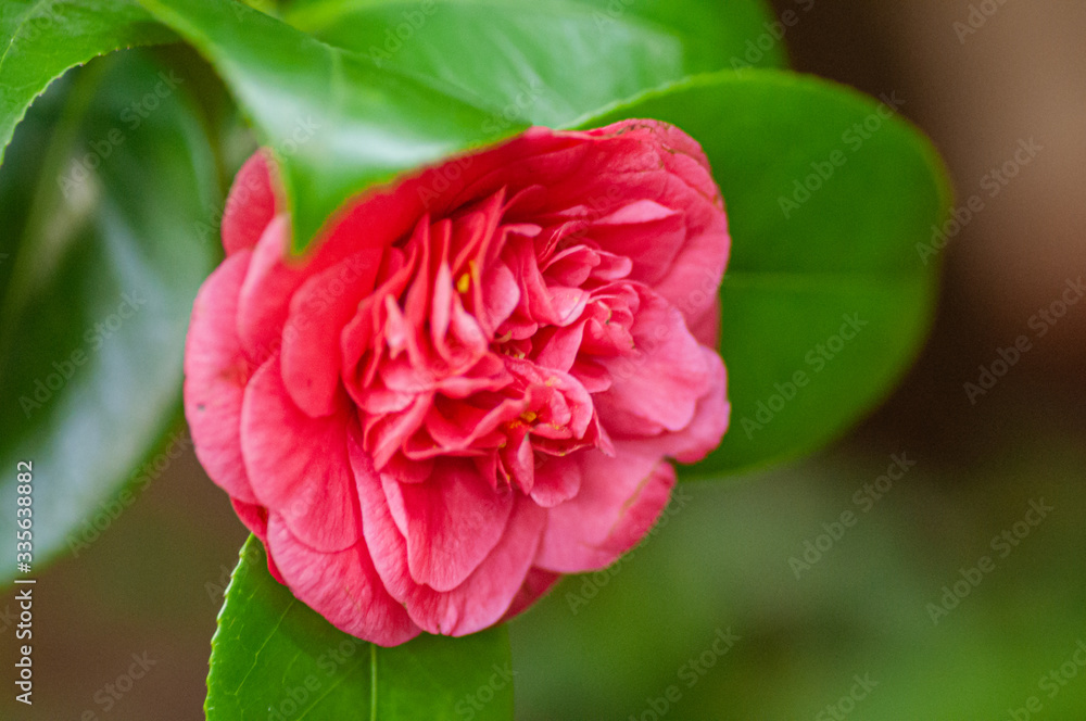 Blossoms of pink camellia , Camellia japonica in garden