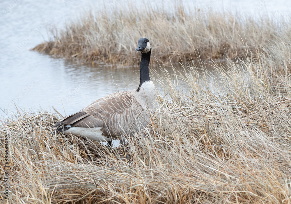 Canada Goose in the swamp Canada Goose in the swamp