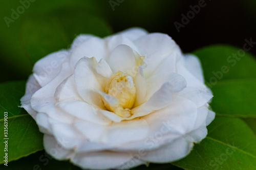 Blossom of white camellia , Camellia japonica with green leaves behind