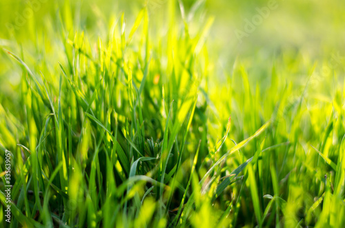 Beautiful bright green grass. The sun's rays illuminate the grass in the park.