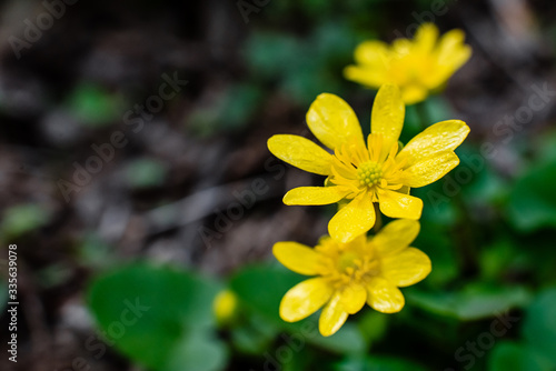 A yellow, juicy flower of buttercup spring (Ficaria verna) that looks like a sunflower on the green grass that blooms under the warm spring yellow sun