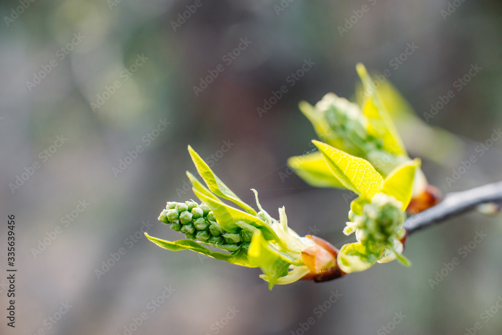 Green buds and leaf on branches of a tree, the kidneys on the trees swell with the advent of spring, the sun and the beautiful sky, warm air and joy. Green buds and leaf on branches of a tree, the kidneys on the trees swell with the advent of spring, the sun and the beautiful sky, warm air and joy.