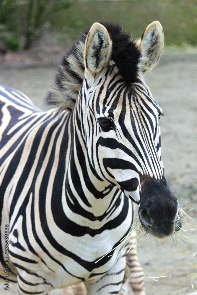 Naklejka premium Zebra (Hippotigris) Pattern Texture Close-up