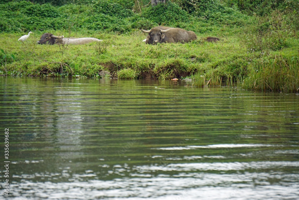 water buffalo at the river bank water buffalo at the river bank