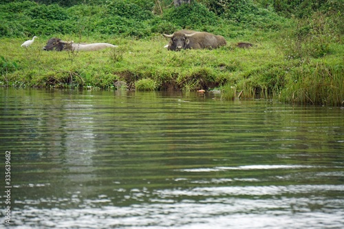 water buffalo at the river bank