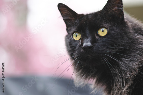 black fuzzy cat with green yellow eyes staring off into distance foreground head only © LM PHOTOGRAPHY