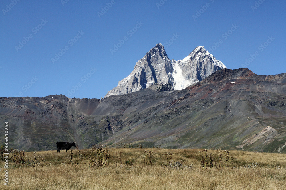 A black cow in the Caucasus mountains