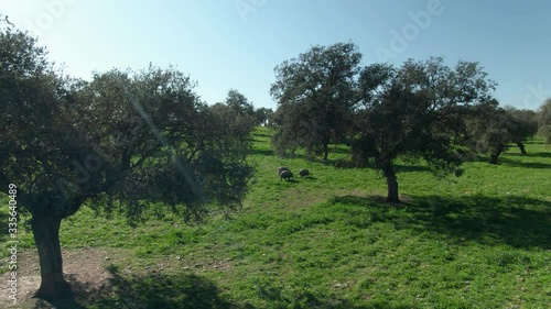 Drone flight of free range Iberian pigs in the pasture eating acorns under the holm oaks. Montanera. Andalusia Spain