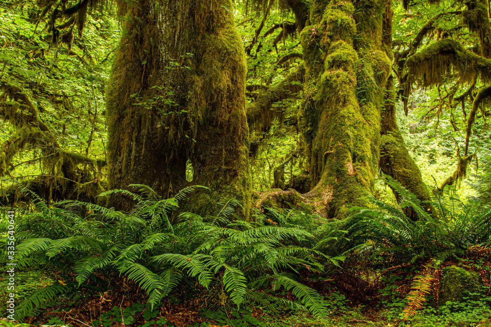 Moss covered trees in a rain forest in the pacific northwest
