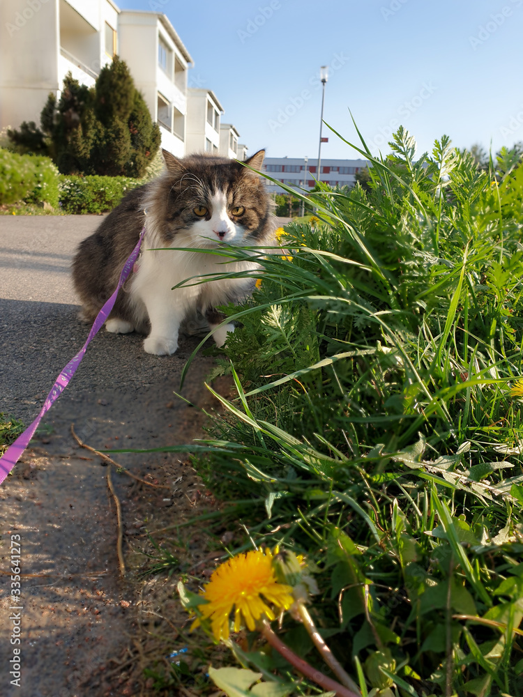 Obraz premium walking a Norwegian forest cat in a leash hiding in a bush
