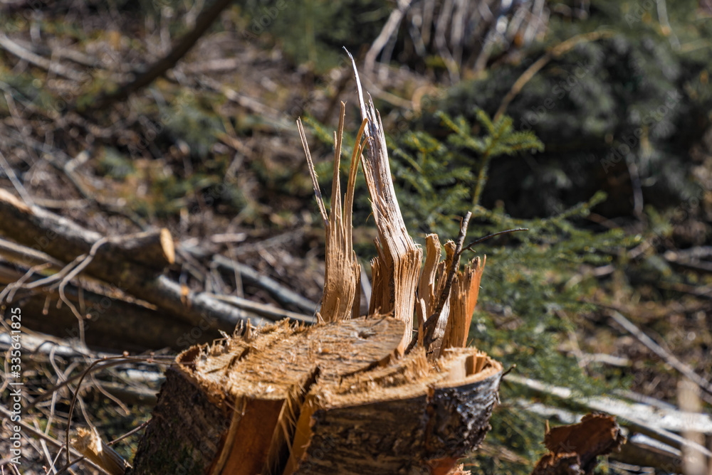 Fototapeta premium Stumpf eines gefällten Baumes