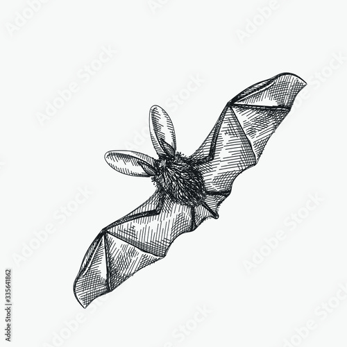 Hand-drawn sketch of a bat while flying. Flying bat. Bat opening its wings. Chiroptera. Bat back view