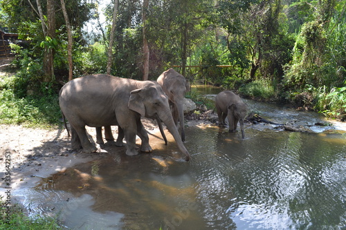 elephant family in water