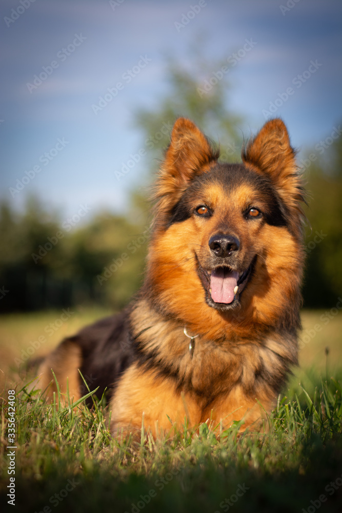 Bohemian Shepherd Portrait in Nature Bohemian Shepherd Portrait in Nature