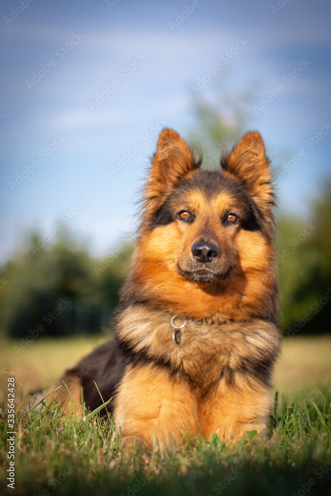 Bohemian Shepherd Portrait in Nature Bohemian Shepherd Portrait in Nature