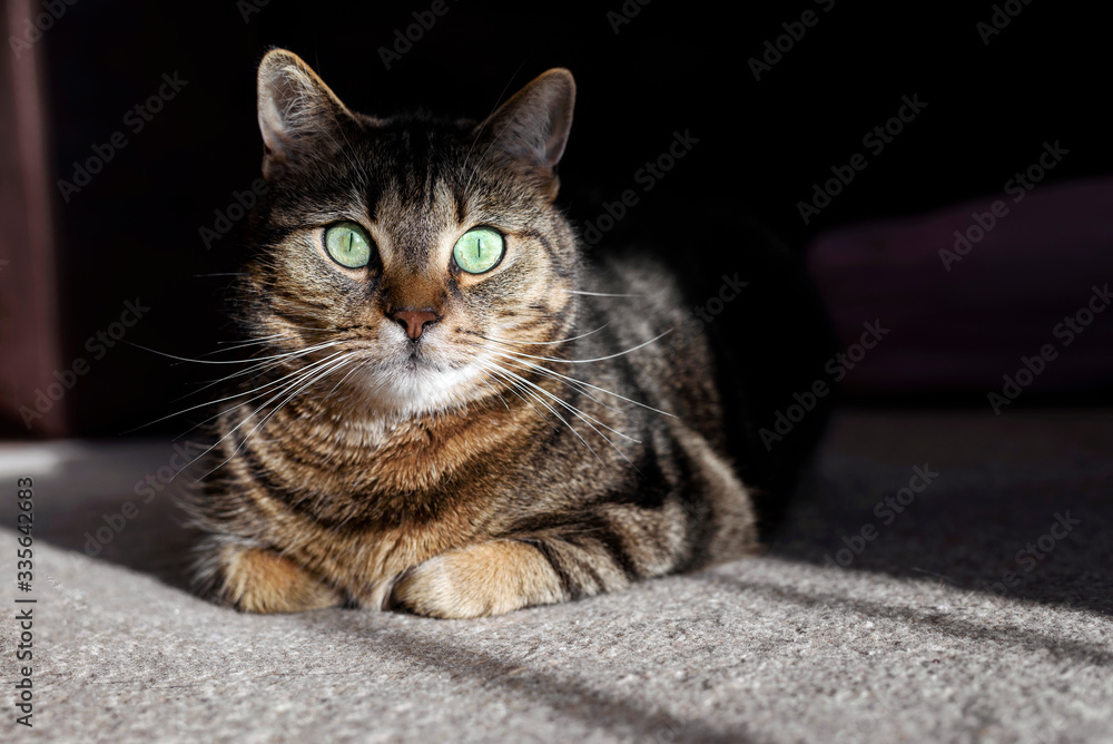 Portrait of tabby brown cat with big green eyes. Pet lying in sun light.