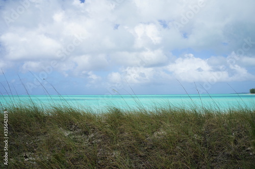 beach grass