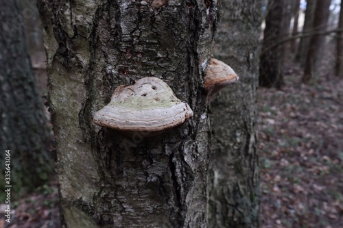 Mushroom tinder fungus on the trunk of an old tree closeup.
