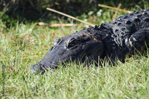 alligator in the grass