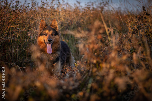 Bohemian Shepherd Portrait in Nature photo