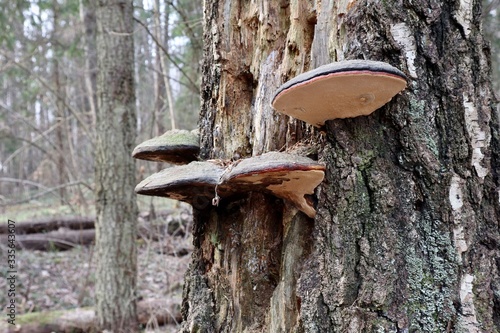 Mushroom tinder fungus on the trunk of an old tree closeup.