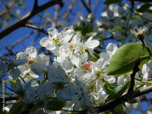 Almond leaved pear, or Pyrus amygdaliformis, tree white flowers photo