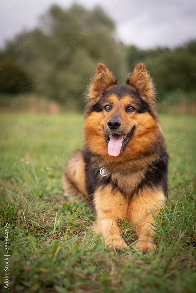 Bohemian Shepherd Portrait in Nature Bohemian Shepherd Portrait in Nature
