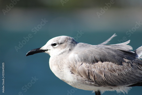 close up of a seagull