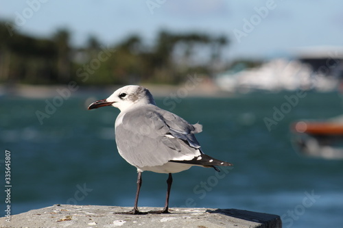 seagull on the pier