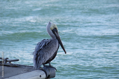 pelican on the pier