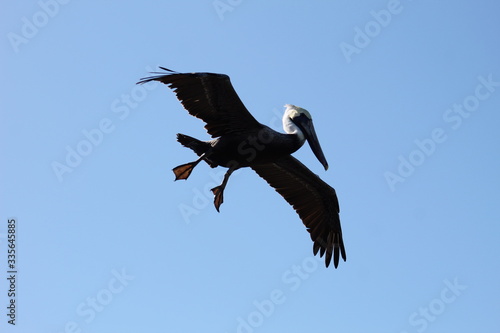 pelican in flight