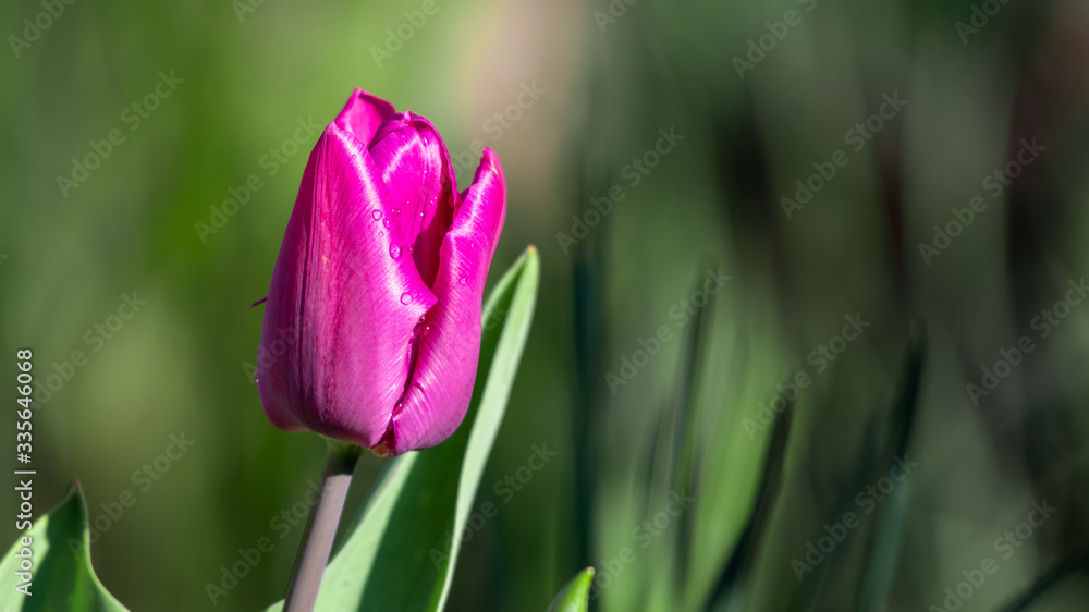Obraz premium Tulpe pink (2020-04)