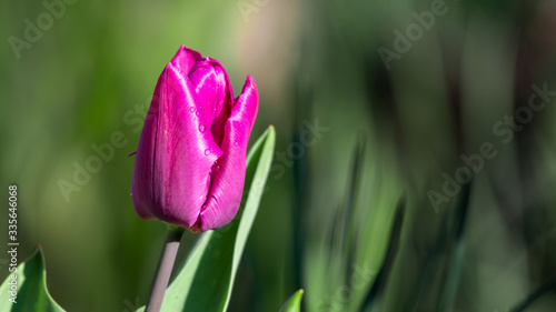 Tulpe pink  2020-04 