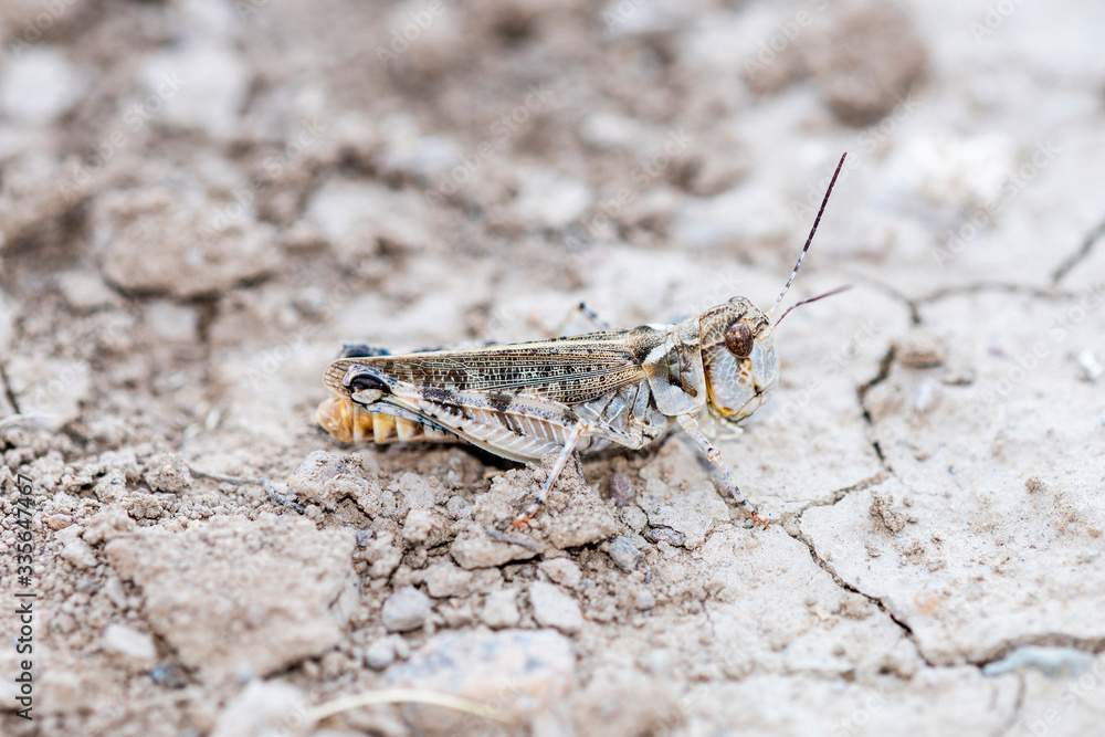 Big-headed Grasshopper (Aulocara elliotti) Perched on Dry Cracked Dirt on the Ground in Eastern Colorado Big-headed Grasshopper (Aulocara elliotti) Perched on Dry Cracked Dirt on the Ground in Eastern Colorado