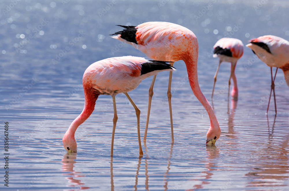 Group of pink Andean flamingos in salt lake Chaxa near San Pedro de Atacama, Atacama desert, Chile. South America Group of pink Andean flamingos in salt lake Chaxa near San Pedro de Atacama, Atacama desert, Chile. South America