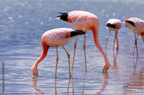 Group of pink Andean flamingos in salt lake Chaxa near San Pedro de Atacama, Atacama desert, Chile. South America
