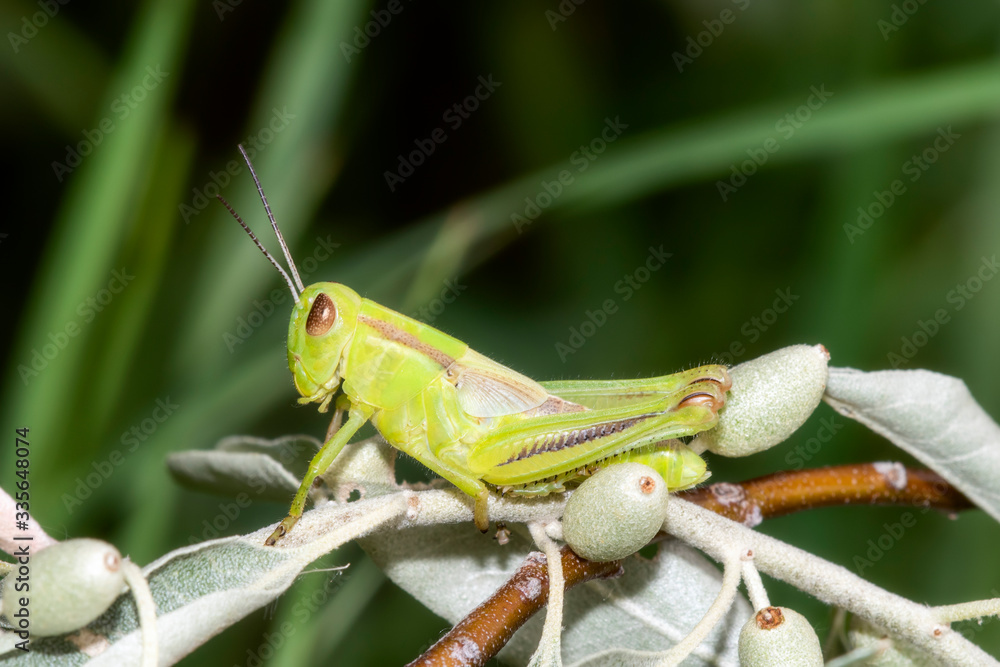 Two-striped grasshopper (Melanoplus bivittatus) 4th Instar Nymph Perched in a Russian Olive in Colorado Two-striped grasshopper (Melanoplus bivittatus) 4th Instar Nymph Perched in a Russian Olive in Colorado