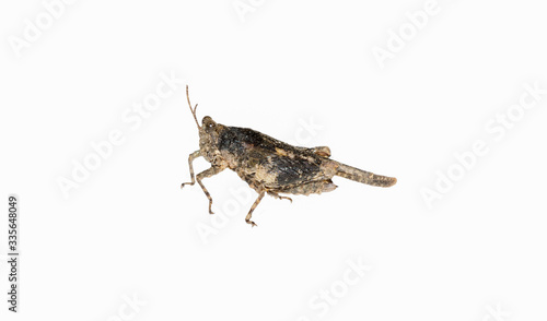 Hooded Grouse Locust (Paratettix cucullatus) Pygmy Grasshopper Isolated on a White Background © RachelKolokoffHopper