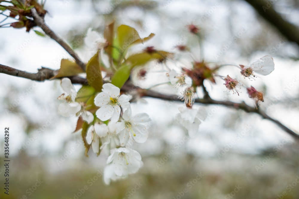 detail of flowers of fruit tree during spring detail of flowers of fruit tree during spring