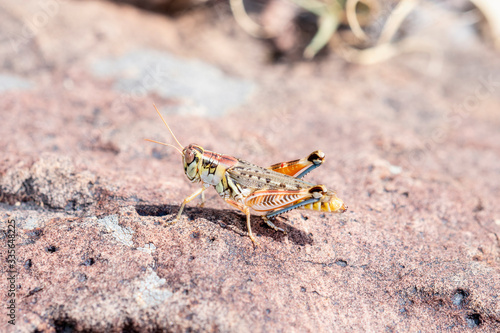 Flabellate Grasshopper (Melanoplus occidentalis) Perched on Red Rock in Eastern Colorado