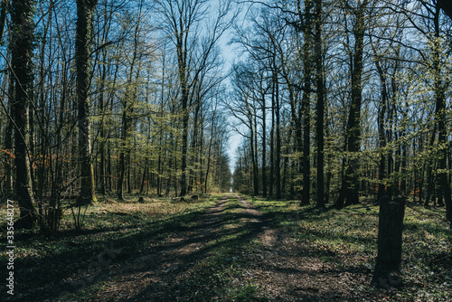 forest in spring