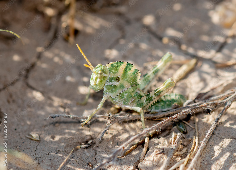 Great Crested Grasshopper (Tropidolophus formosus) Perched on Dry Cracked Dirt in Eastern Colorado Great Crested Grasshopper (Tropidolophus formosus) Perched on Dry Cracked Dirt in Eastern Colorado