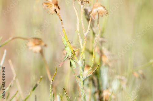 Admirable Grasshopper (Syrbula admiralis) Nymph Perched on Vegetation Stalks in Eastern Colorado