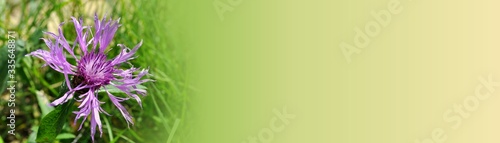 gradient banner with flowers and grass ecological concept