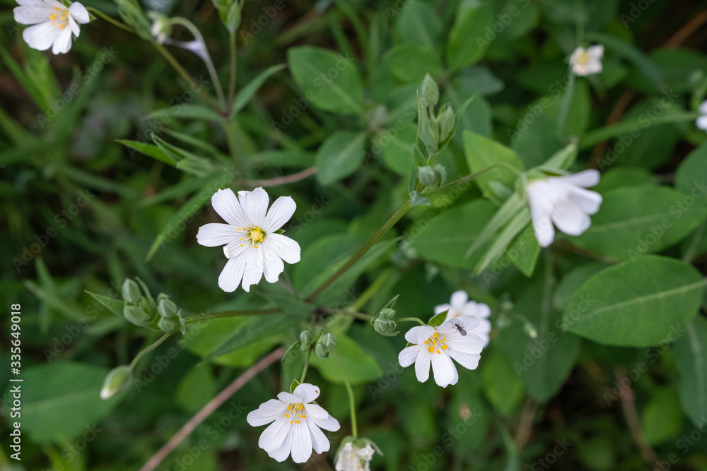 fresh and wild white flowers fresh and wild white flowers
