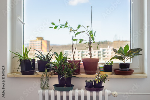 Flower pots on home window interior growing east europe