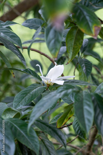 White flowering magnolia doltsopa Sweet michelia photo