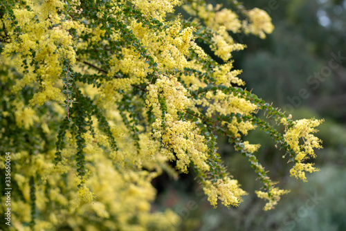 Blooming yellow bush of Acacia pravissima